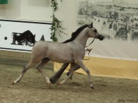 Prague Intercup - International Arabian Horse Show 2012 results